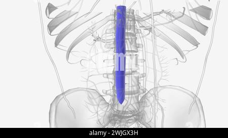 Die Vena cava inferior (IVC) ist die größte Vene des menschlichen Körpers Stockfoto