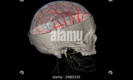 Die Arteria cerebri Media (MCA) ist eine kritische Arteria, die eine umfassende klinische Bedeutung hat. 3D-Darstellung Stockfoto