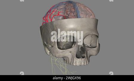 Die Arteria cerebri Media (MCA) ist eine kritische Arteria, die eine umfassende klinische Bedeutung hat. 3D-Darstellung Stockfoto