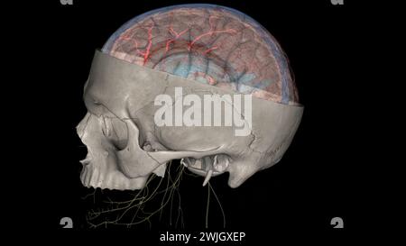 Die Arteria cerebri Media (MCA) ist eine kritische Arteria, die eine umfassende klinische Bedeutung hat. 3D-Darstellung Stockfoto