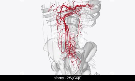 Arterien des vorderen Abdomens 3d medizinisch Stockfoto