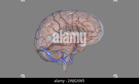 Der Sinus sigmoidalis ist eine 3D-Darstellung des intrakraniellen Venenkanals Stockfoto