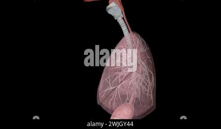 Zu den wichtigsten Gängen und Strukturen der oberen Atemwege gehören Nase oder Nasenlöcher, Nasenhöhle, Mund und Rachen. 3D-Rendering Stockfoto