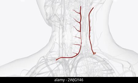 Die linken und rechten Querarterien der Halswirbelsäule befinden sich an den Seiten des Halses und bewegen sich zur Rückseite der 3D-Abbildung des Körpers Stockfoto