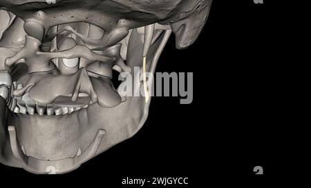 Das stylomandibuläre Ligament ist der verdickte hintere Teil der investierenden Zervixfaszie um den Hals 3D-Abbildung Stockfoto