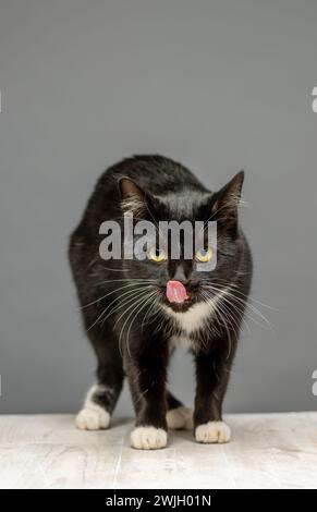 Schwarz-weiße Katze, die der Kamera zugewandt steht, die Zunge aus den Lippen leckt. Grauer Hintergrund. Stockfoto