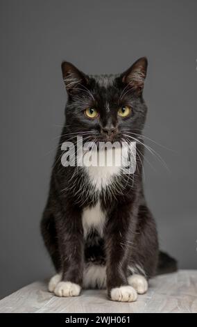 Studio-Aufnahme einer schwarz-weißen Katze, die auf einem weiß getünchten Tisch sitzt. Vor grauem Hintergrund. Stockfoto