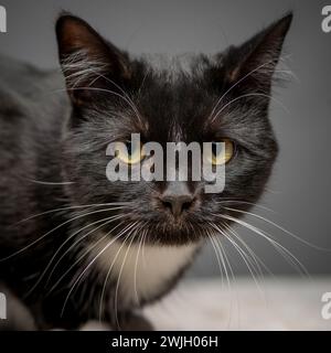 Studio-Aufnahme einer schwarz-weißen Katzenseite auf der Kamera, die sich auf einem weiß getünchten Tisch hockt. Vor grauem Hintergrund. Stockfoto