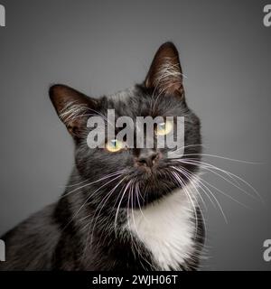 Kopf und Schultern einer erwachsenen kurzhaarigen schwarz-weißen Katze vor grauem Hintergrund. Stockfoto