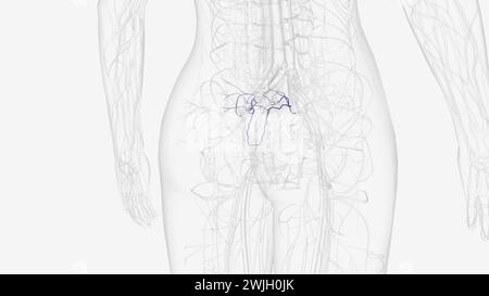 Die lateralen Sakralvenen begleiten die lateralen Sakralarterien auf der vorderen Oberfläche des Kreuzbeins 3D-Illustration Stockfoto