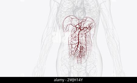 Arterien des vorderen Abdomens 3d medizinisch Stockfoto