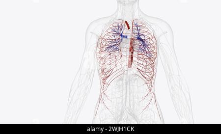 Arterien der Arteria thoracica subclavia pulmonale Arteria carotis