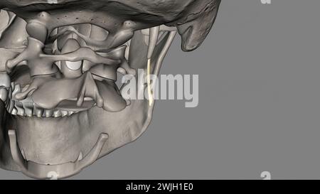 Das stylomandibuläre Ligament ist der verdickte hintere Teil der investierenden Zervixfaszie um den Hals 3D-Abbildung Stockfoto