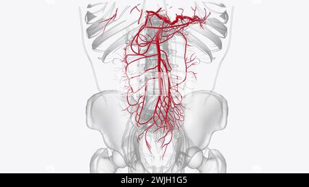 Arterien des vorderen Abdomens 3d medizinisch Stockfoto