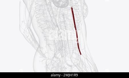 Die Arteria brachialis verläuft entlang des vorderen Teils der 3D-Abbildung des Bizeps Stockfoto