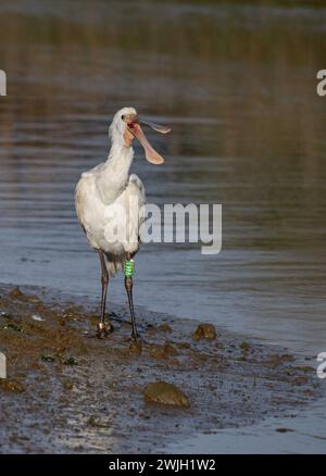 Juvenile Spoonbill stammt ursprünglich aus Dänemark, ist aber für den Winter in die wärmere Gegend von Cornwall in Großbritannien gezogen. Stockfoto