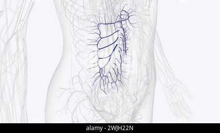 Zweige der Vena mesenterica Superior 3D-Darstellung Stockfoto