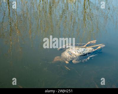 Tote Ente liegt in verschmutztem Wasser Stockfoto