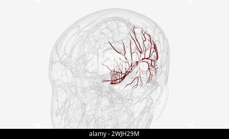 Arteria cerebri Media links und Zweige 3D-Illustration Stockfoto