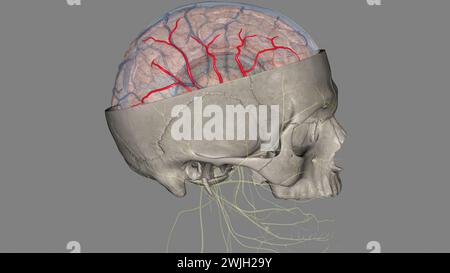 Die Arteria cerebri Media (MCA) ist eine kritische Arteria, die eine umfassende klinische Bedeutung hat. 3D-Darstellung Stockfoto