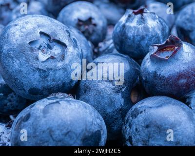Frische reife Heidelbeeren aus der Nahaufnahme Stockfoto