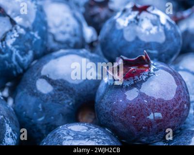 Frisch reife Heidelbeeren aus der Nähe, Makrofotografie. Stockfoto