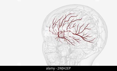 Arteria cerebri Media links und Zweige 3D-Illustration Stockfoto