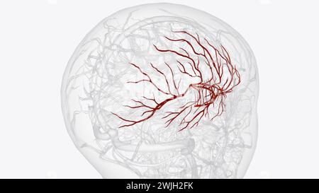 Arteria cerebri Media rechts und Aste 3D-Illustration Stockfoto