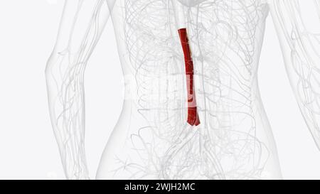 Menschliche Anatomie, die Aorta abdominalis ist die größte Arterie in der 3D-Abbildung der Bauchhöhle Stockfoto