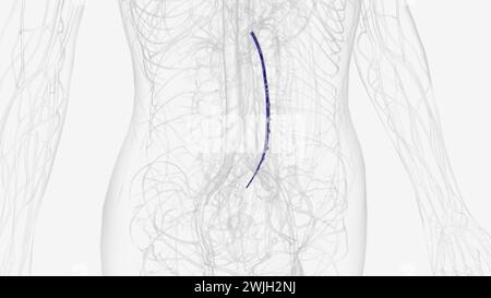 In der menschlichen Anatomie ist die Vena mesenterica inferior ein Blutgefäß, das Blut aus der 3D-Darstellung des Dickdarms ableitet Stockfoto