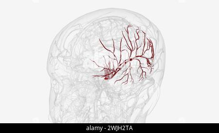 Arteria cerebri Media links und Zweige 3D-Illustration Stockfoto