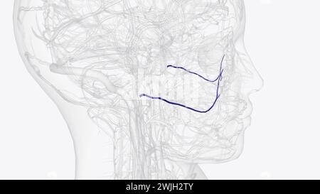 Die Arteria facialis transversalis ist eine Arteria, die von der Arteria temporalis oberflächlich verzweigt und über die 3D-Darstellung des Gesichtes verläuft Stockfoto