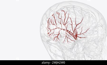 Arteria cerebri Media rechts und Aste 3D-Illustration Stockfoto