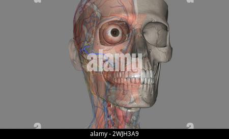 Die Arteria facialis transversalis ist eine Arteria, die von der Arteria temporalis oberflächlich verzweigt und über die 3D-Darstellung des Gesichtes verläuft Stockfoto