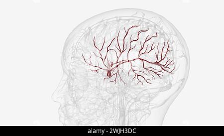 Arteria cerebri Media links und Zweige 3D-Illustration Stockfoto