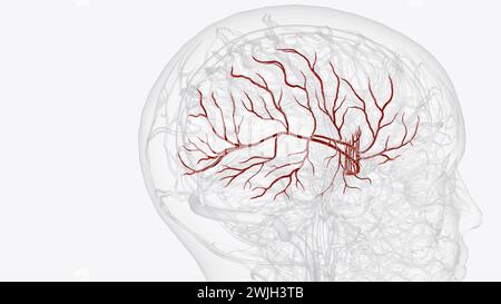 Arteria cerebri Media rechts und Aste 3D-Illustration Stockfoto