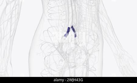 Die Vena iliaca communis wird durch die Vereinigung der Vena iliaca interna und externa gebildet. 3D-Abbildung Stockfoto