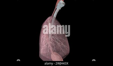 Zu den wichtigsten Gängen und Strukturen der oberen Atemwege gehören Nase oder Nasenlöcher, Nasenhöhle, Mund und Rachen. 3D-Rendering Stockfoto