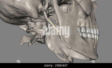 Das stylomandibuläre Ligament ist der verdickte hintere Teil der investierenden Zervixfaszie um den Hals 3D-Abbildung Stockfoto