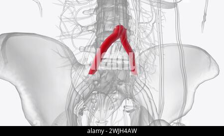 Die Arteria iliaca communis (CIA) ist eine kurze Arteria, die Blut von der Aorta in die Beckenregion und die untere Extremität transportiert Stockfoto