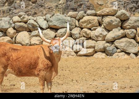 Longhorn-Rinder spielten eine wichtige Rolle in der Entwicklung des amerikanischen Westens, Symbol der US-Geschichte. Longhorn-Rinder können von schlechter Qualität überleben Stockfoto