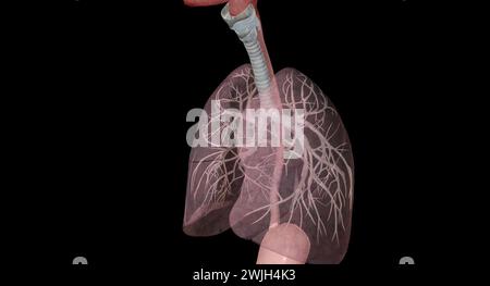 Zu den wichtigsten Gängen und Strukturen der oberen Atemwege gehören Nase oder Nasenlöcher, Nasenhöhle, Mund und Rachen. 3D-Rendering Stockfoto