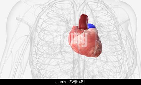 Das Herz ist ein faustgroßes Organ, das Blut durch den Körper pumpt 3D Illustration Stockfoto