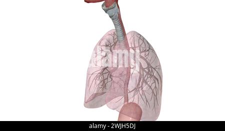 Zu den wichtigsten Gängen und Strukturen der oberen Atemwege gehören Nase oder Nasenlöcher, Nasenhöhle, Mund und Rachen. 3D-Rendering Stockfoto