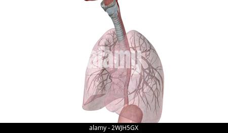 Zu den wichtigsten Gängen und Strukturen der oberen Atemwege gehören Nase oder Nasenlöcher, Nasenhöhle, Mund und Rachen. 3D-Rendering Stockfoto