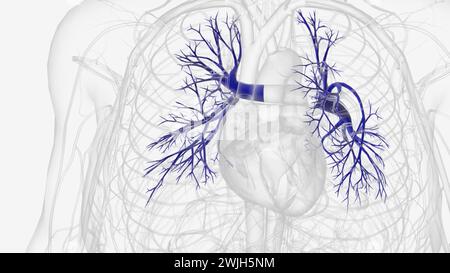 Pulmonalarterien transportieren sauerstoffarmes Blut vom Herzen in die Lunge 3D-Abbildung Stockfoto