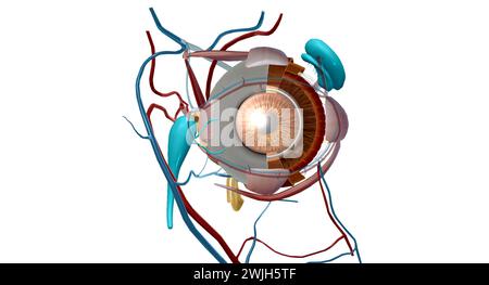 Der Tränenapparat ist das physiologische System, das die Orbitalstrukturen für die Tränenproduktion und Drainage enthält. 3D-Rendering Stockfoto