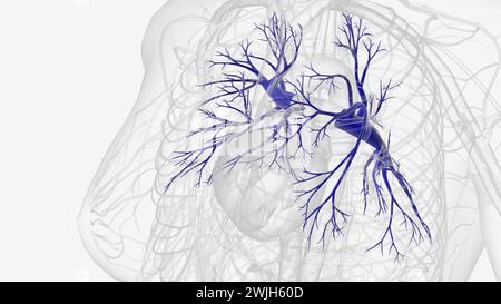 Pulmonalarterien transportieren sauerstoffarmes Blut vom Herzen in die Lunge 3D-Abbildung Stockfoto