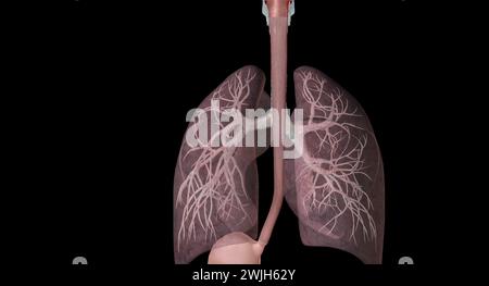 Zu den wichtigsten Gängen und Strukturen der oberen Atemwege gehören Nase oder Nasenlöcher, Nasenhöhle, Mund und Rachen. 3D-Rendering Stockfoto