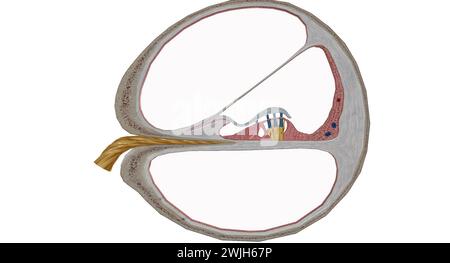 Die Cochlea ist der p des Innenohrs, der am Hören beteiligt ist. 3D-Rendering Stockfoto